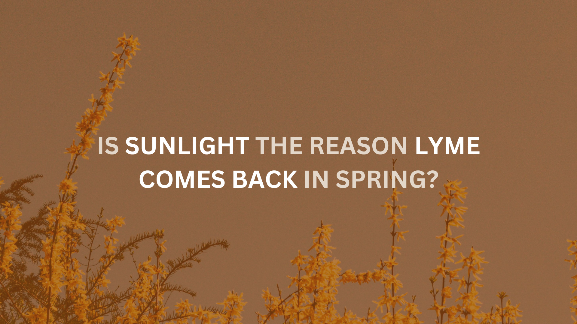 How Sunlight and Immune Health Affect Lyme Reactivation