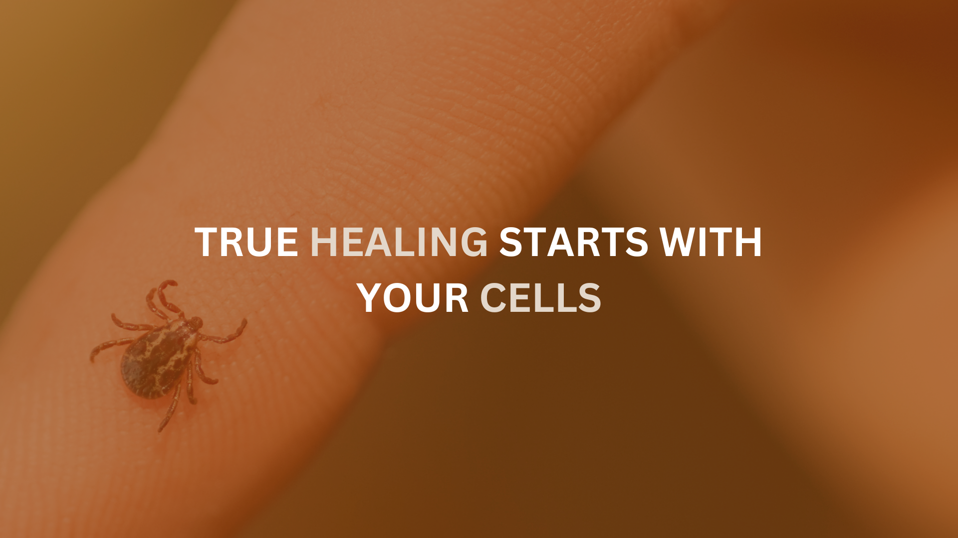 The Six Things Your Cells Need to Heal from Chronic Illness