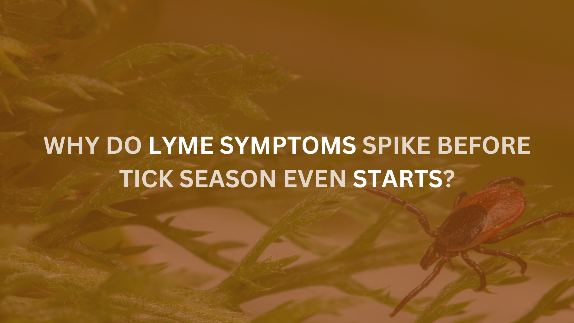 Why Lyme Symptoms Surge Every Spring (and What You Can Do About It)