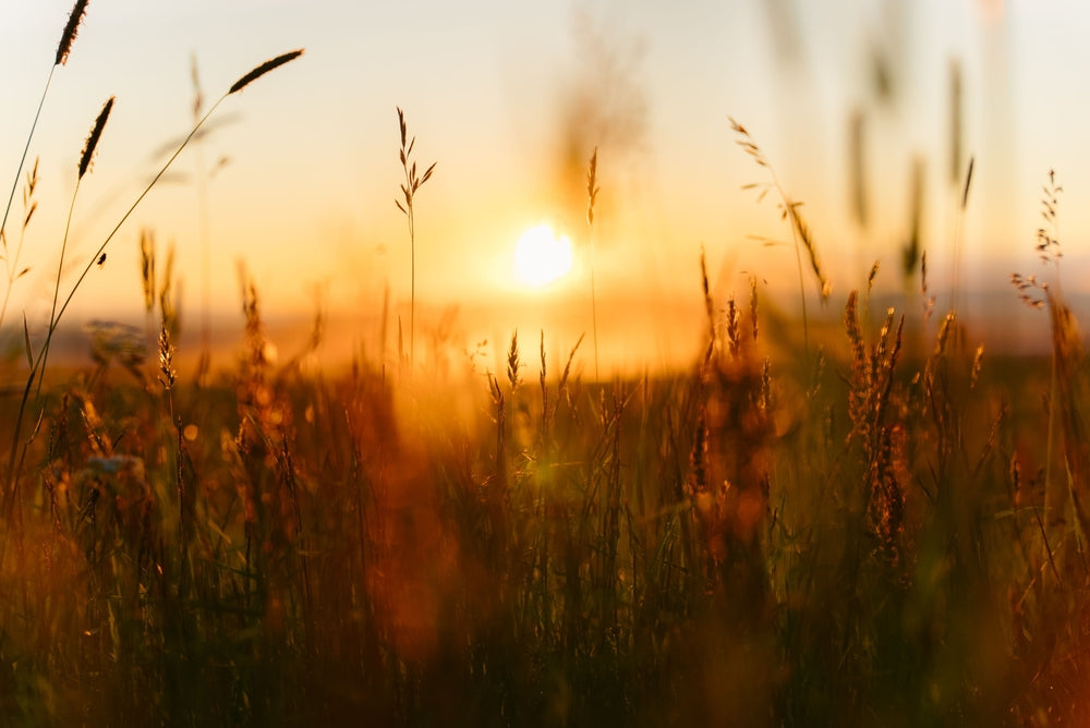 Why Lyme Recovery Often Requires Layered Support